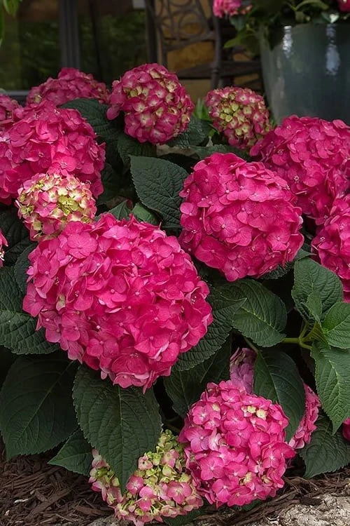 Summer Crush Endless Summer Hydrangea - 6 Gallon Pot - Image 9