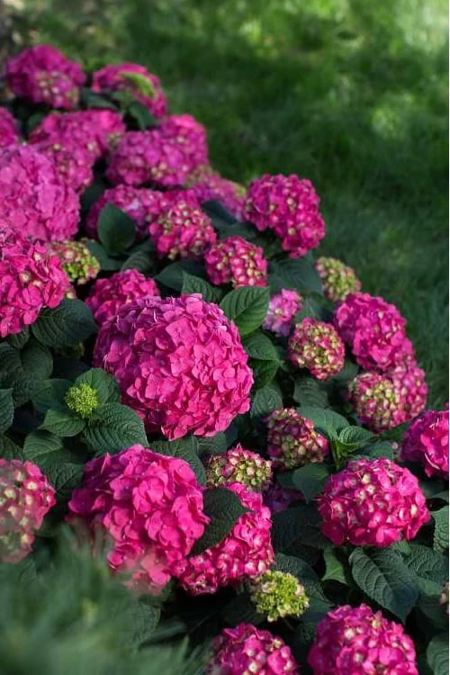 Summer Crush Endless Summer Hydrangea - 6 Gallon Pot - Image 6