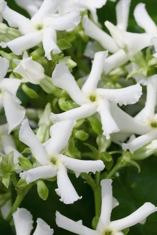 Confederate Jasmine Vine (Trachelospermum Jasminoides) - 6 Pack Of 1 Gallon Pots