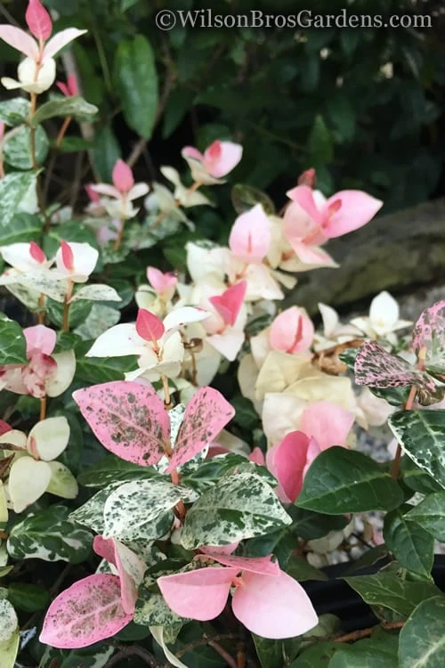 Snow N Summer Asiatic Jasmine - 6 Pack Of 1 Gallon Pots - Image 4