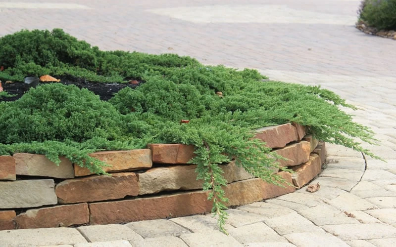 Green Mound Juniper - 6-Pack Of 1 Gallon Pots - Image 6