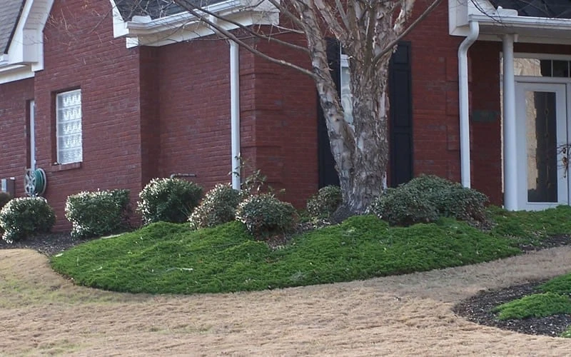 Green Mound Juniper - 6-Pack Of 1 Gallon Pots - Image 5