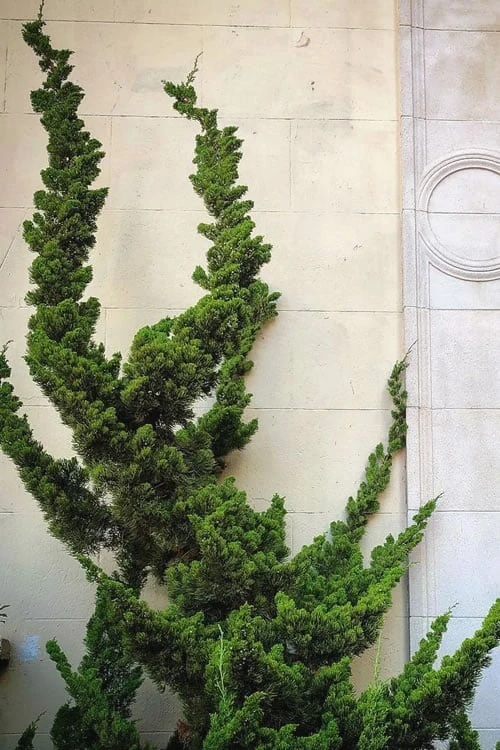 Hollywood Torulosa Juniper - 2 Gallon Pot - Image 5