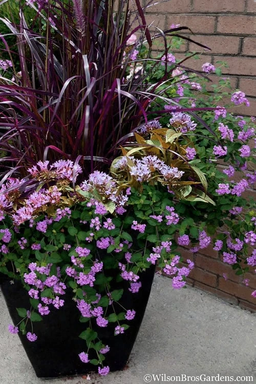 Trailing Lavender Lantana - 1 Gallon Pot - Image 4