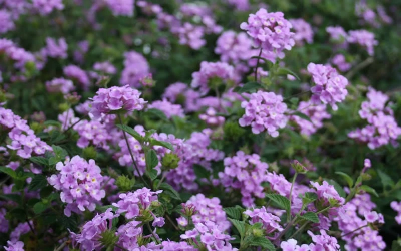 Trailing Lavender Lantana - 1 Gallon Pot - Image 8