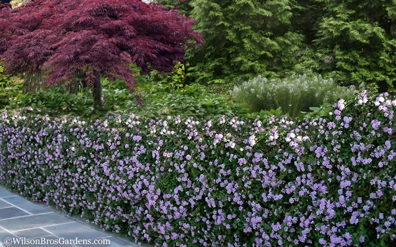 Trailing Lavender Lantana - 1 Gallon Pot - Image 7