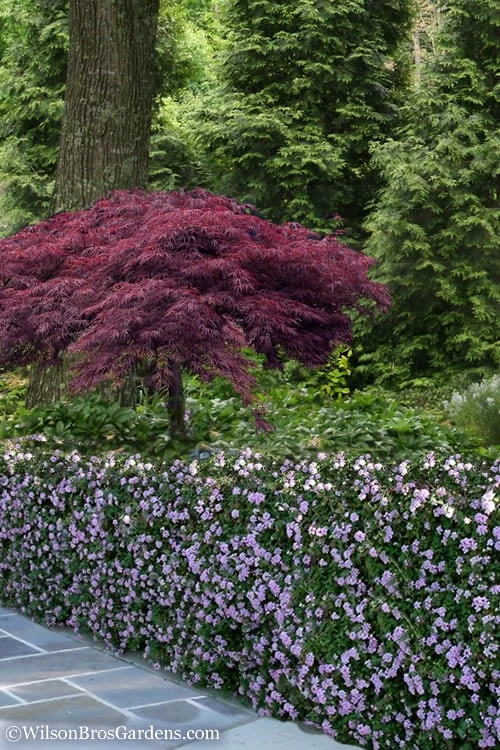 Trailing Lavender Lantana - 1 Gallon Pot - Image 5