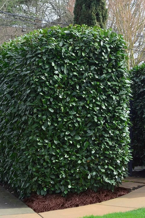 Schip Laurel (Prunus Laurocersasus 'Schipkaensis') - 6 Pack Of 1 Gallon Pots - Image 4