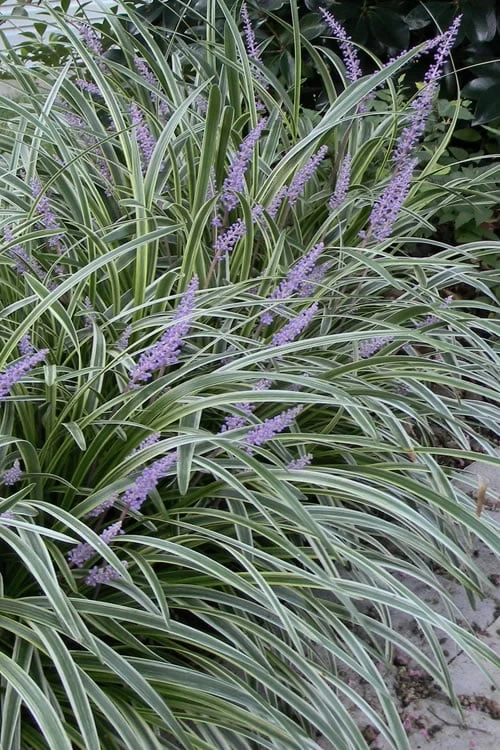 Silvery Sunproof Variegated Liriope - Lilyturf - 10 Pack Of Pint Pots