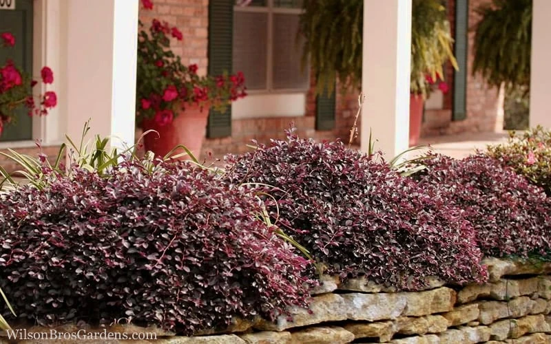 Purple Pixie Loropetalum - 3 Gallon Pot - Image 4
