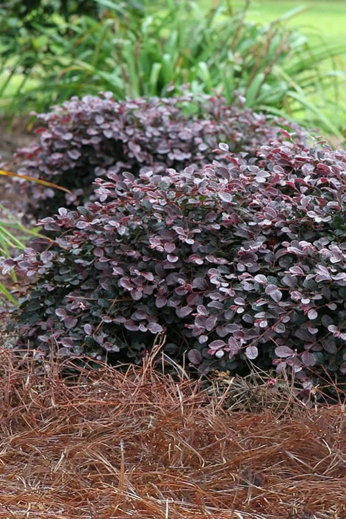 Purple Pixie Loropetalum - 3 Gallon Pot