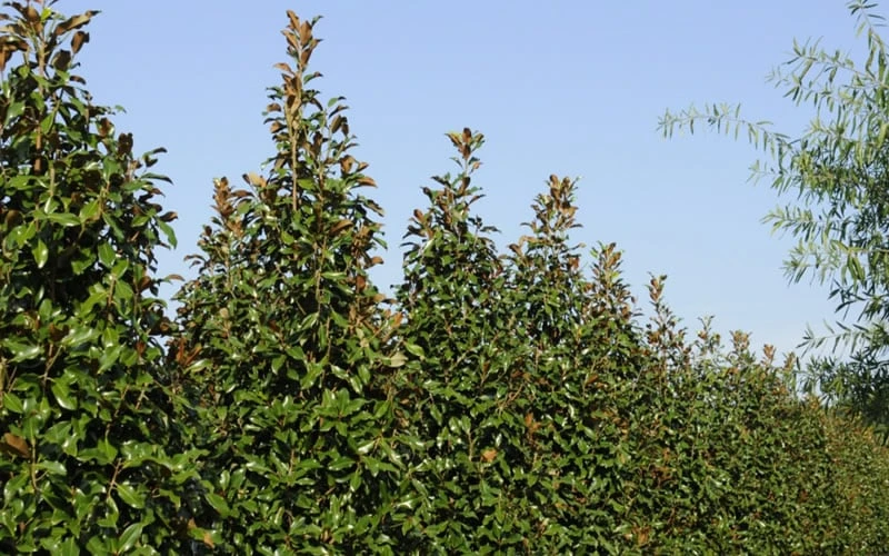 Brackens Brown Beauty Magnolia - 1 Gallon Pot - Image 7