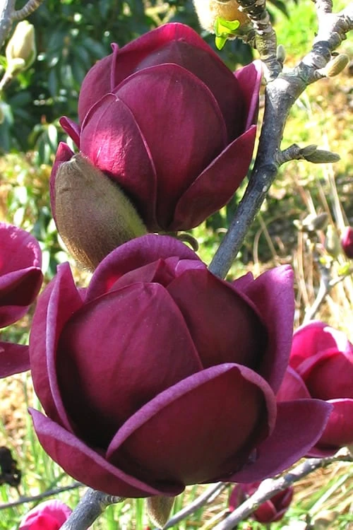 Genie Magnolia Tulip Tree - 7 Gallon Pot (3-4')