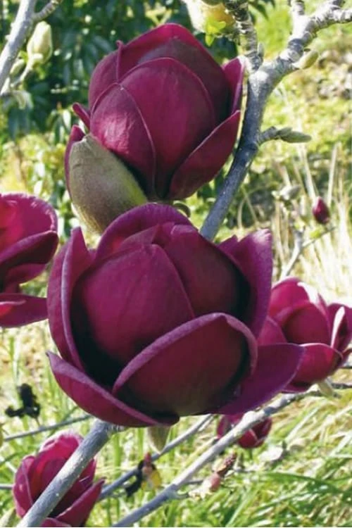 Genie Magnolia Tulip Tree - 7 Gallon Pot (3-4') - Image 9