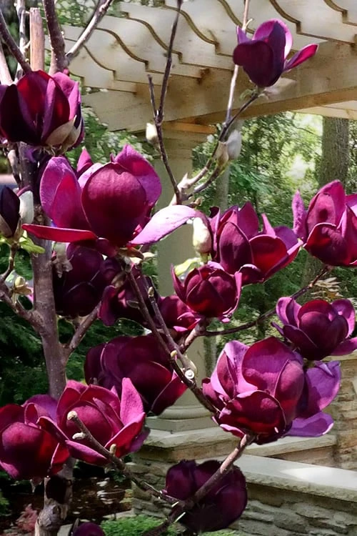 Genie Magnolia Tulip Tree - 7 Gallon Pot (3-4') - Image 5