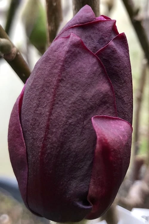 Genie Magnolia Tulip Tree - 7 Gallon Pot (6-7') - Image 7