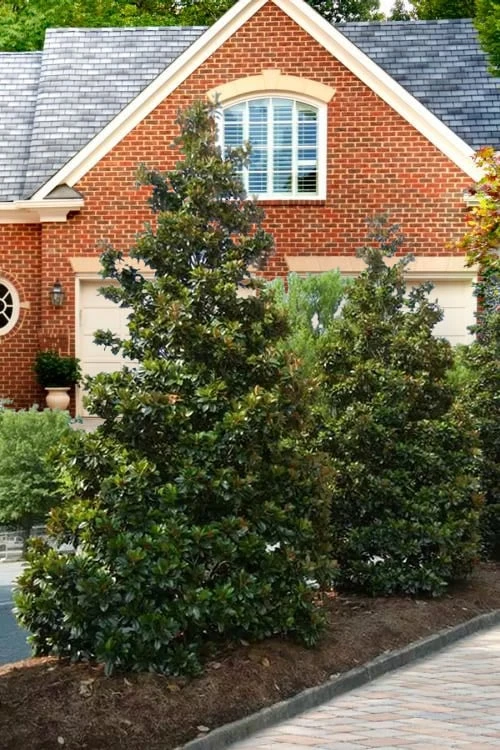 Kay Parris Southern Magnolia - 7 Gallon Pot (3-4') - Image 4
