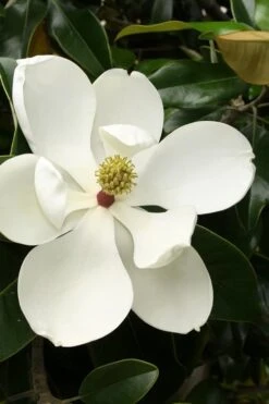 Little Gem Dwarf Southern Magnolia - 7 Gallon Pot (3-4')