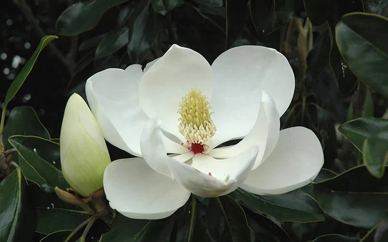 Kay Parris Southern Magnolia - 7 Gallon Pot (3-4') - Image 8