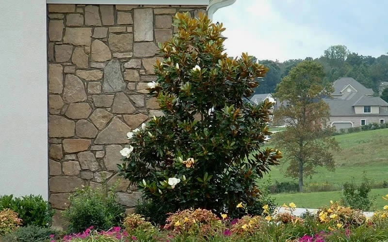Little Gem Dwarf Southern Magnolia - 7 Gallon Pot (3-4') - Image 7