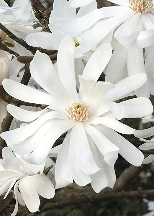 Royal Star Magnolia - 3 Gallon Pot - Image 7