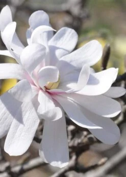 Royal Star Magnolia - 1 Gallon Pot