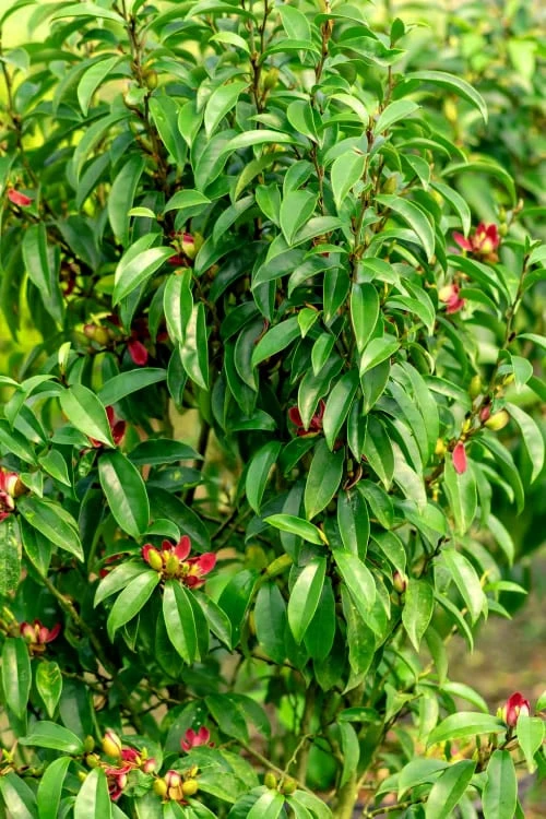 Stellar Ruby Magnolia X Figo - Banana Shrub Hybrid - 7 Gallon Pot (3-4') - Image 4