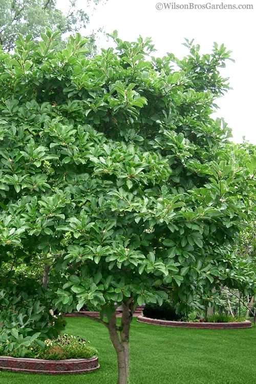 Royal Star Magnolia - 3 Gallon Pot - Image 5