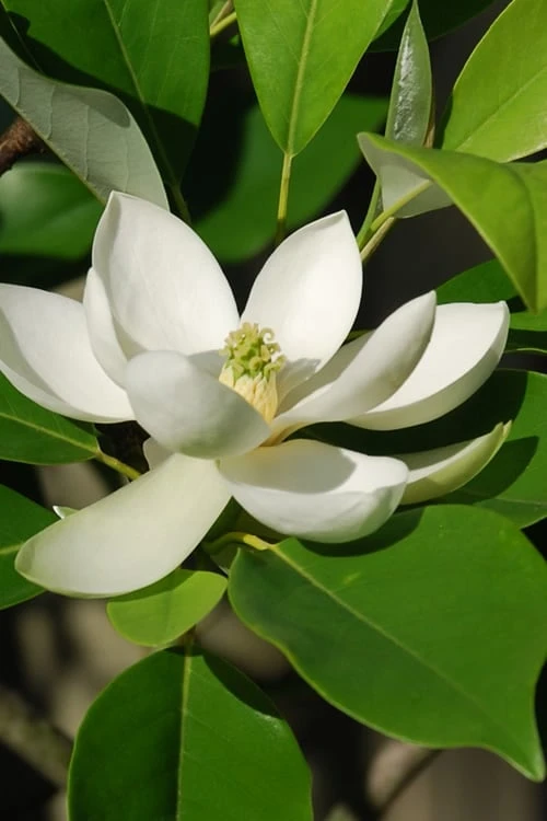Sweetbay Magnolia - 3 Gallon Pot - Image 6