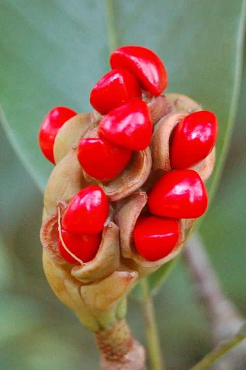 Sweetbay Magnolia (Single Trunk Tree Form) - 7 Gallon Pot (5-6') - Image 5