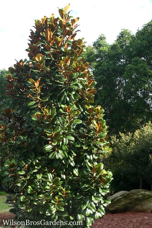 Teddy Bear Dwarf Southern Magnolia - 7 Gallon Pot (3-4') - Image 3