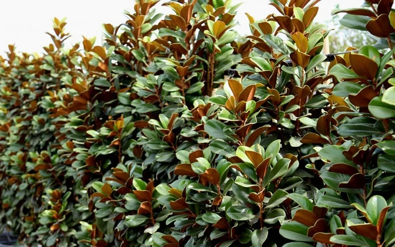 Teddy Bear Dwarf Southern Magnolia - 7 Gallon Pot (3-4') - Image 8