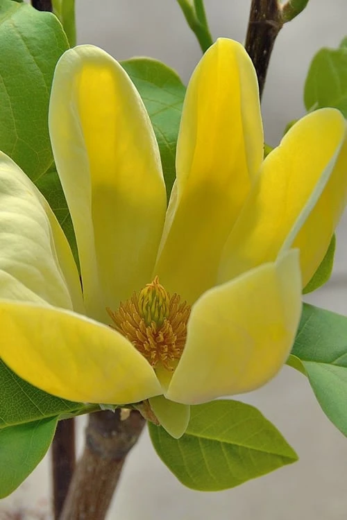 Yellow Bird Magnolia Tulip Tree - 3 Gallon Pot - Image 6