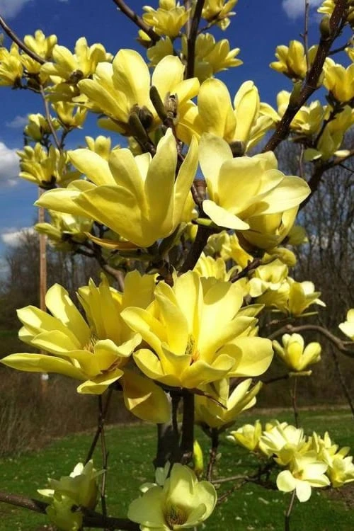 Yellow Bird Magnolia Tulip Tree - 3 Gallon Pot - Image 8