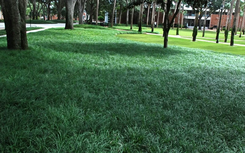 Tall Mondo Grass - 1 Gallon Pot - Image 6