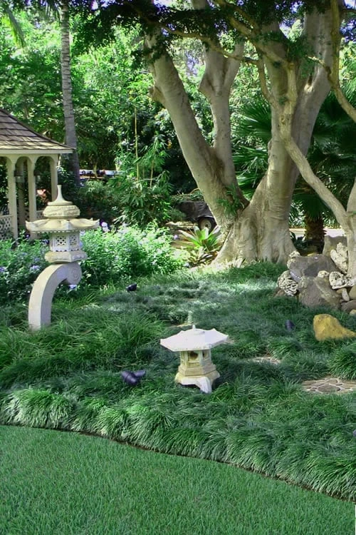 Tall Mondo Grass - 1 Gallon Pot - Image 5