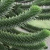 Monkey Puzzle Tree - Araucaria Auracana - 5 Gallon Pot
