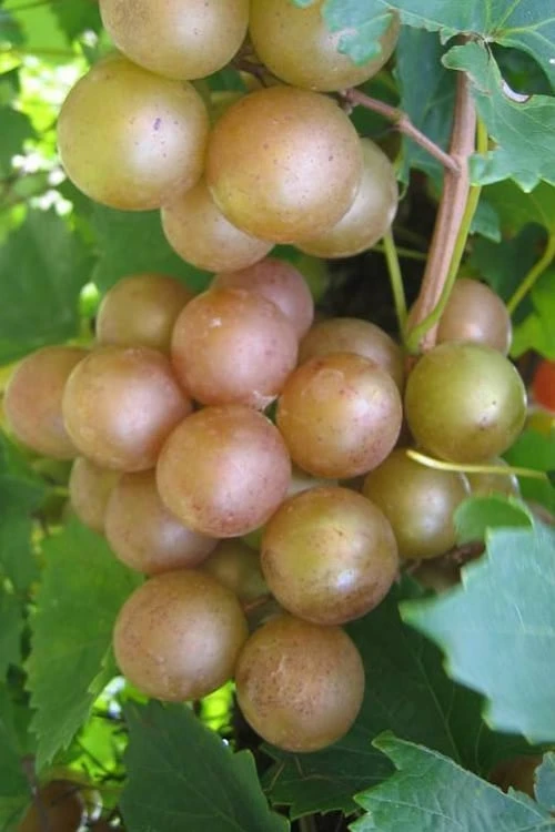Fry Bronze Muscadine Grape Vine - 6 Pack Of 1 Gallon Pots