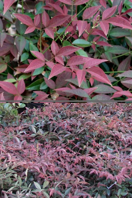 Flirt Dwarf Nandina - 1 Gallon Pot - Image 6