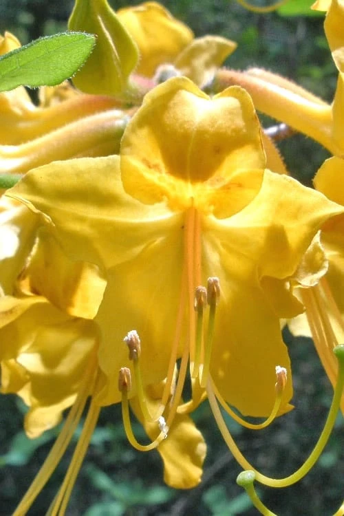 Admiral Semmes Native Azalea - Rhododendron - 3 Gallon Pot - Image 5