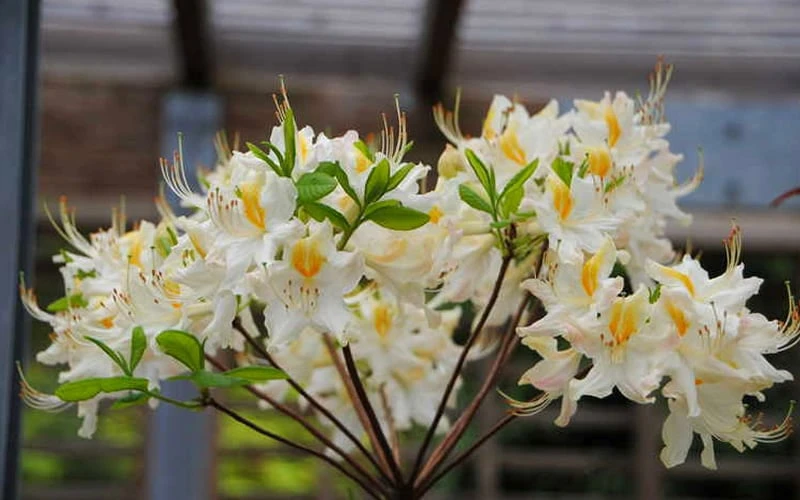 High Tide Aromi Azalea (Deciduous Rhododendron Hybrid) - 1 Gallon Pot - Image 4