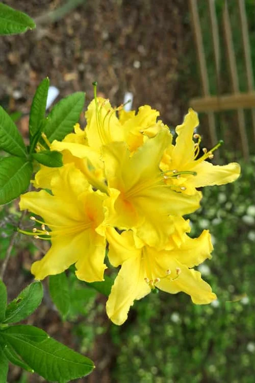 Lemonade Aromi Azalea (Rhododendron Hybrid) - 3 Gallon Pot - Image 4