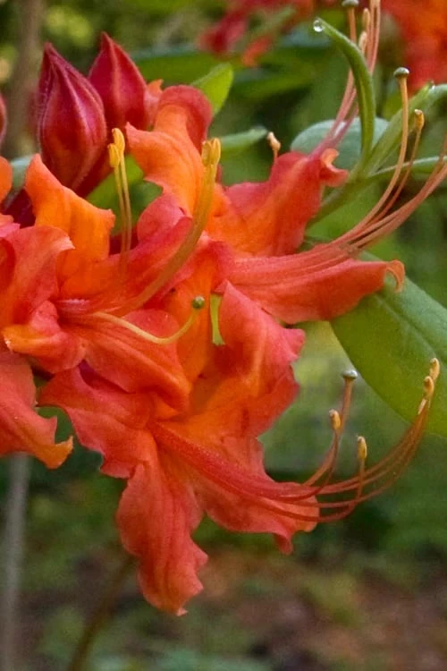 Oconee Native Azalea - Rhododendron Flammeum Speciosum - 1 Gallon Pot - Image 4