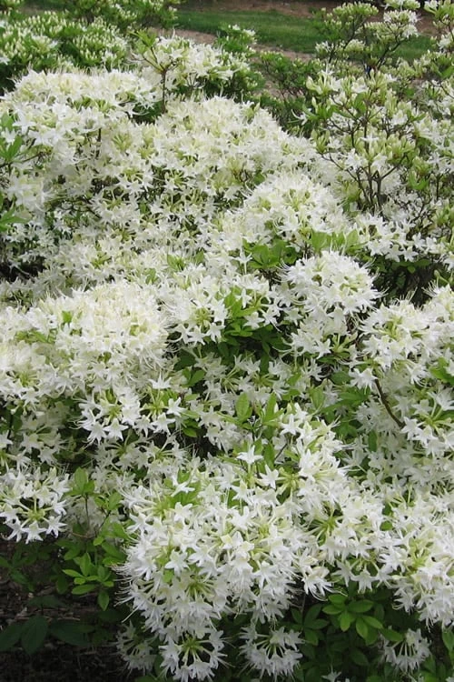 Pete McNees White Native Azalea - Rhododendron Albamanense - 3 Gallon Pot