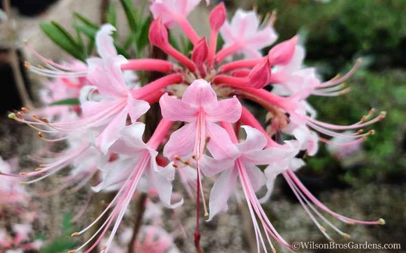 Varnadoes Phlox Pink Native Azalea - Rhododendron Canescens - 3 Gallon Pot - Image 11