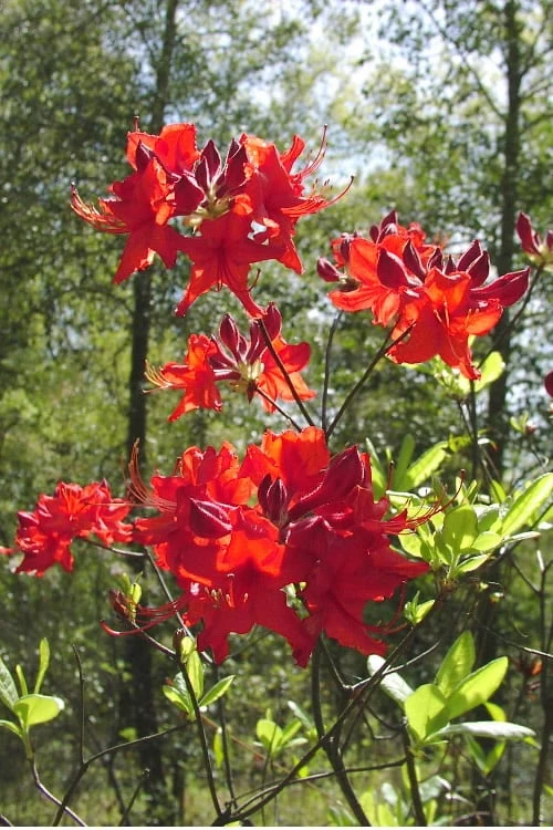 Radiant Red Aromi Azalea (Rhododendron Hybrid) - 2 Gallon Pot - Image 4