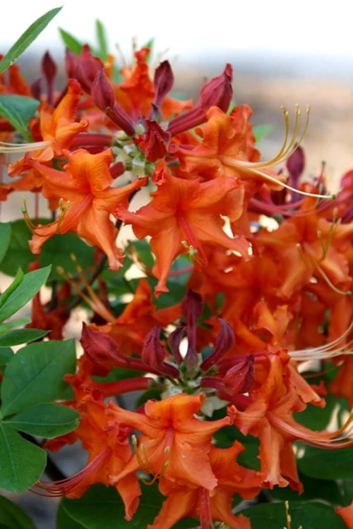 Red Pepper Aromi Azalea (Rhododendron Hybrid) - 3 Gallon Pot - Image 5