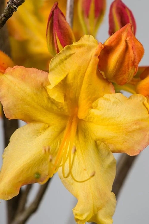 Solar Flare Sunbow Azalea - 3 Gallon Pot - Image 4