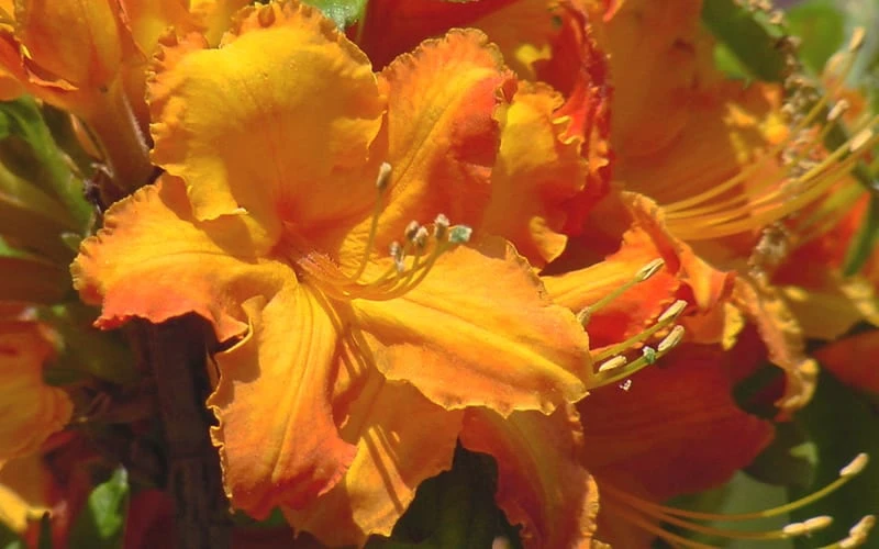 Solar Glow Sunbow Azalea - 3 Gallon Pot - Image 4