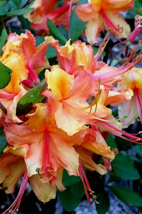 Tallulah Sunrise Native Azalea (Rhododendron) - 1 Gallon Pot - Image 8